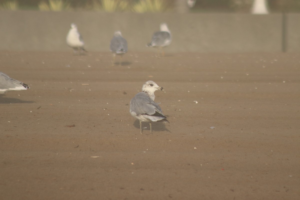 Goéland à bec cerclé - ML644650894