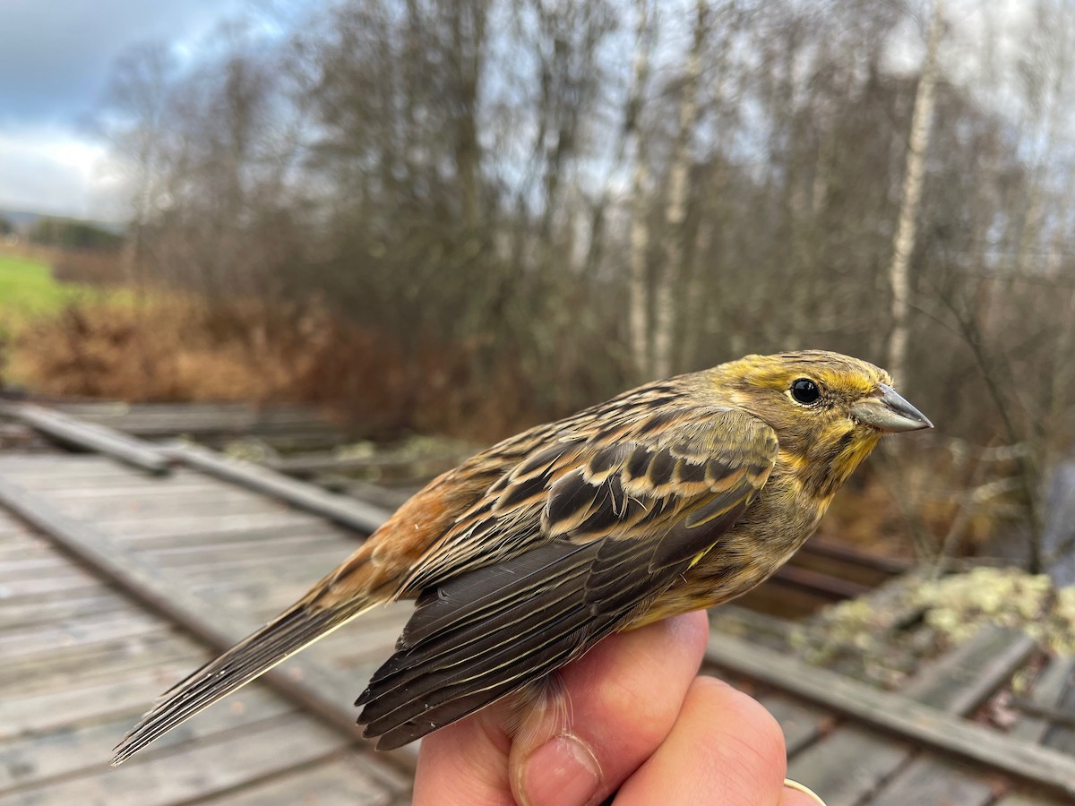 gulspurv - ML644650895