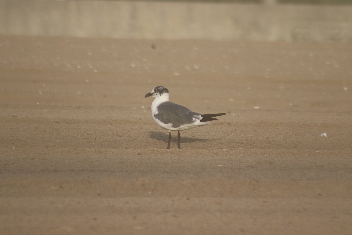 Mouette atricille - ML644650902