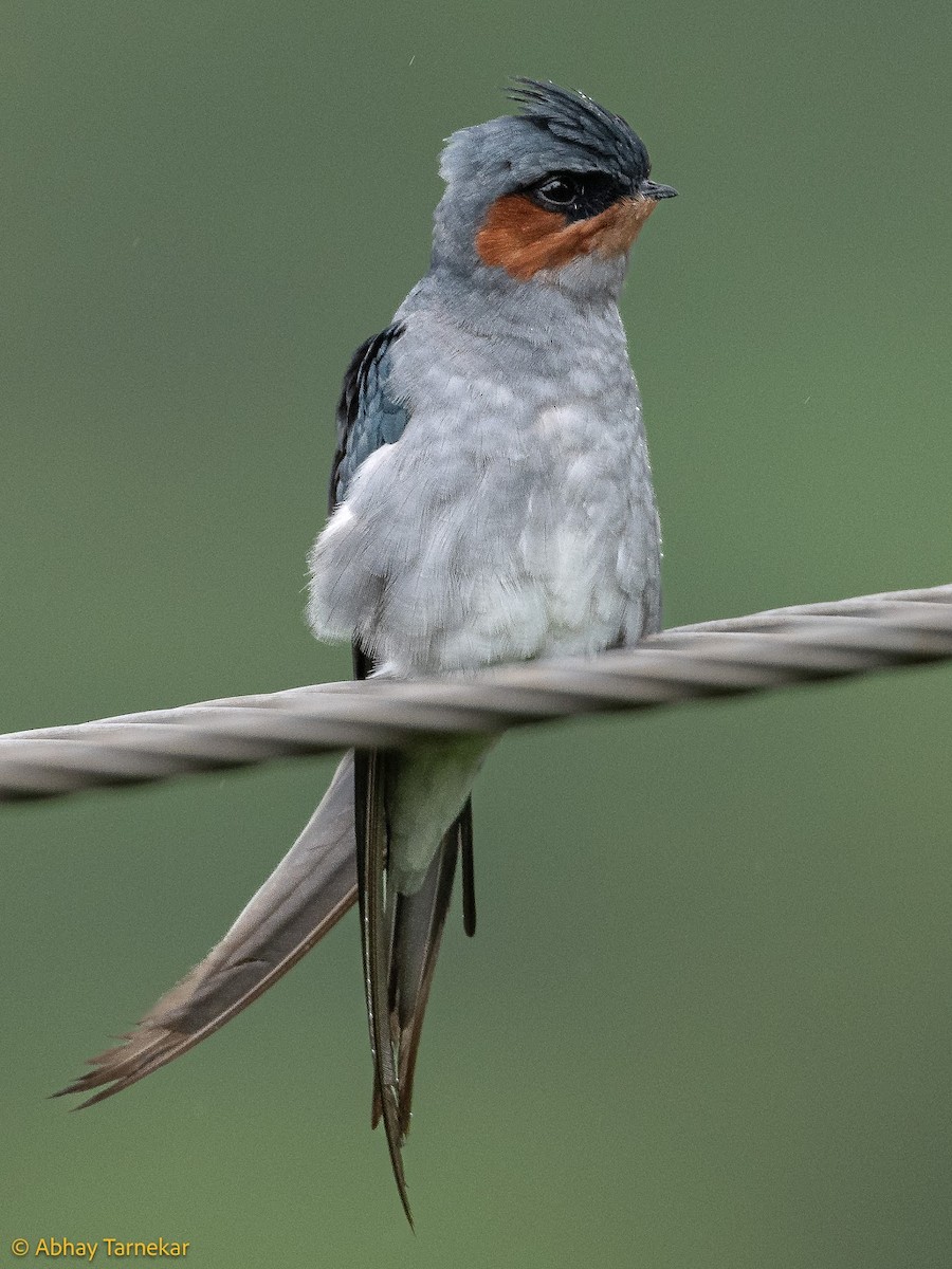 Crested Treeswift - ML644650914