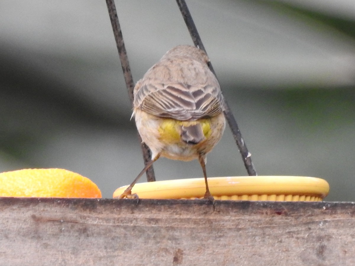 Palm Warbler (Western) - ML644650915
