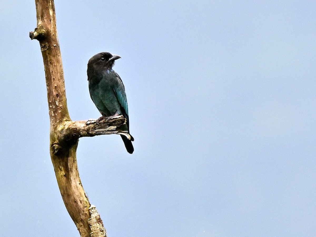 Широкорот східний - ML644650917