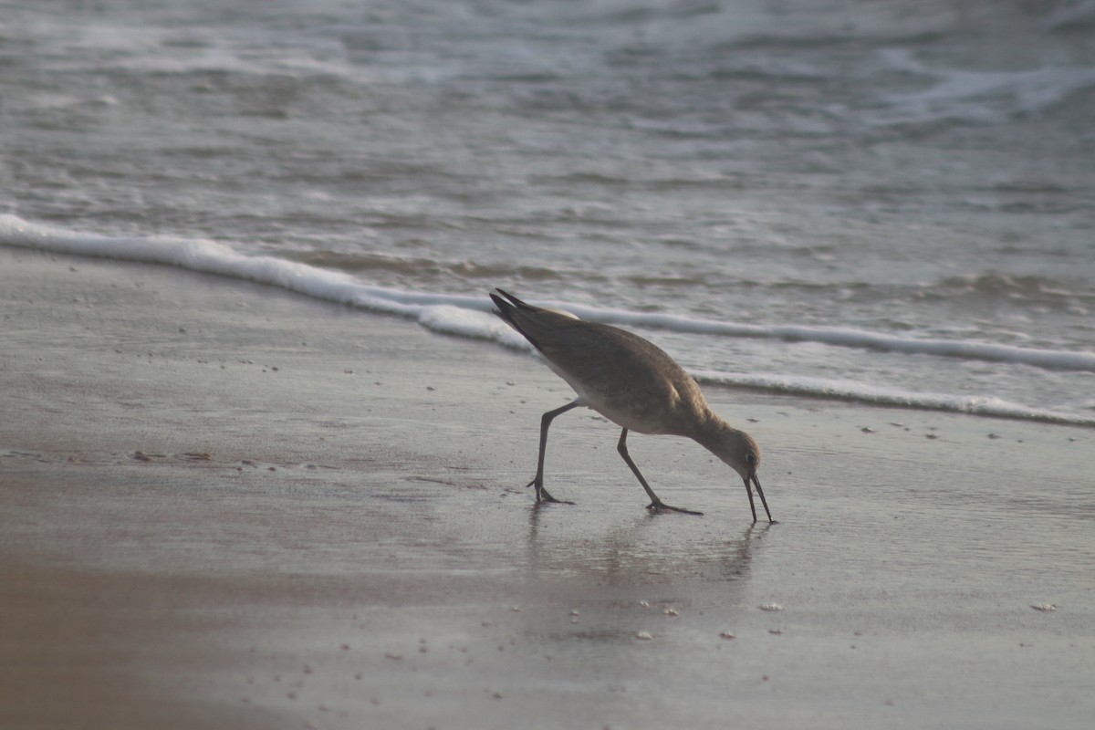 Chevalier semipalmé - ML644650921