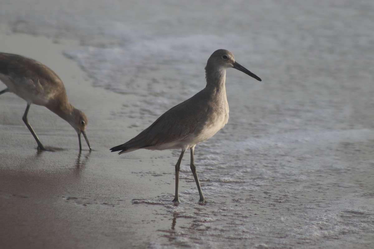 Chevalier semipalmé - ML644650922