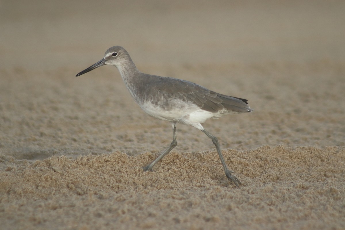 Chevalier semipalmé - ML644650923