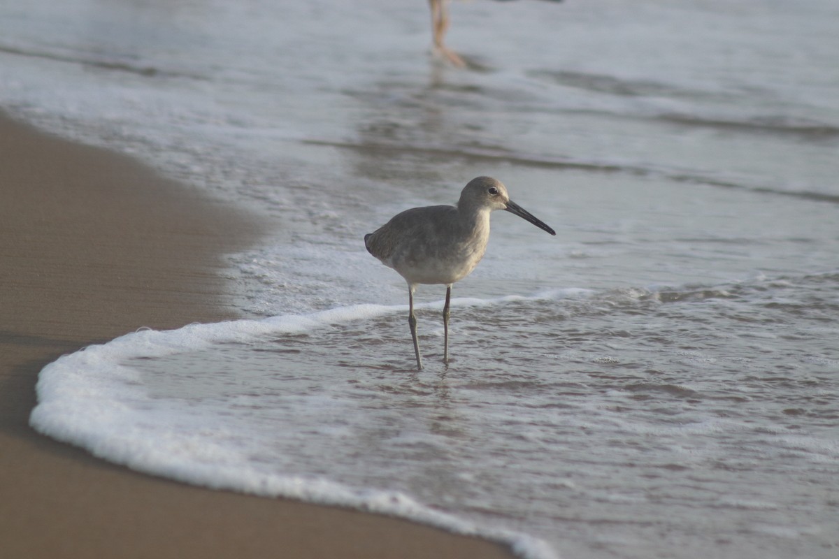 Chevalier semipalmé - ML644650924