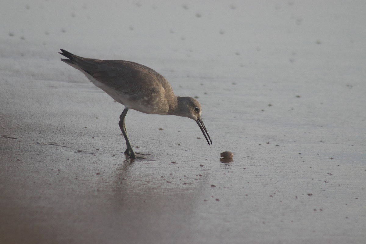 Chevalier semipalmé - ML644650925