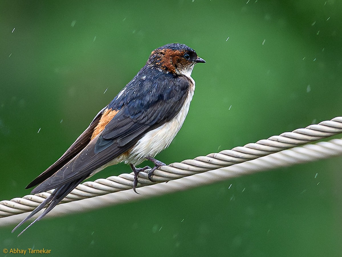 Eastern Red-rumped Swallow - ML644650927