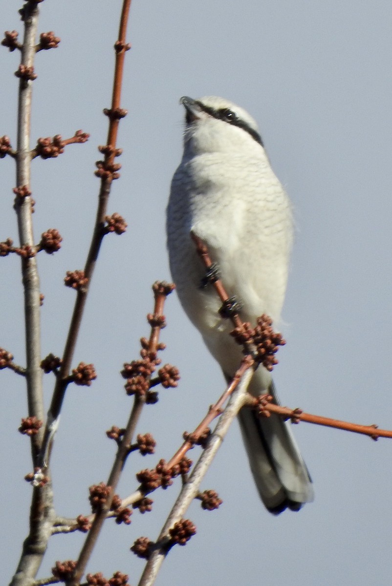 ťuhýk severní - ML644650928