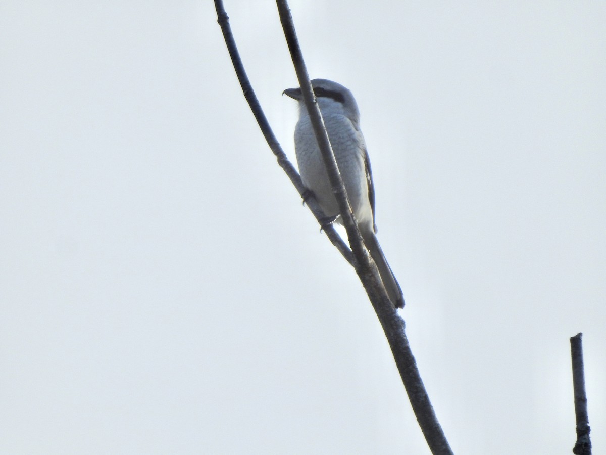 ťuhýk severní - ML644650929