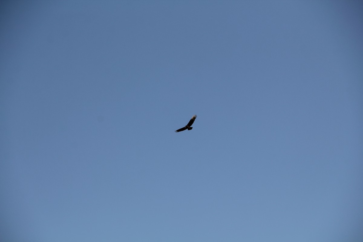 Black Vulture - ML644650939
