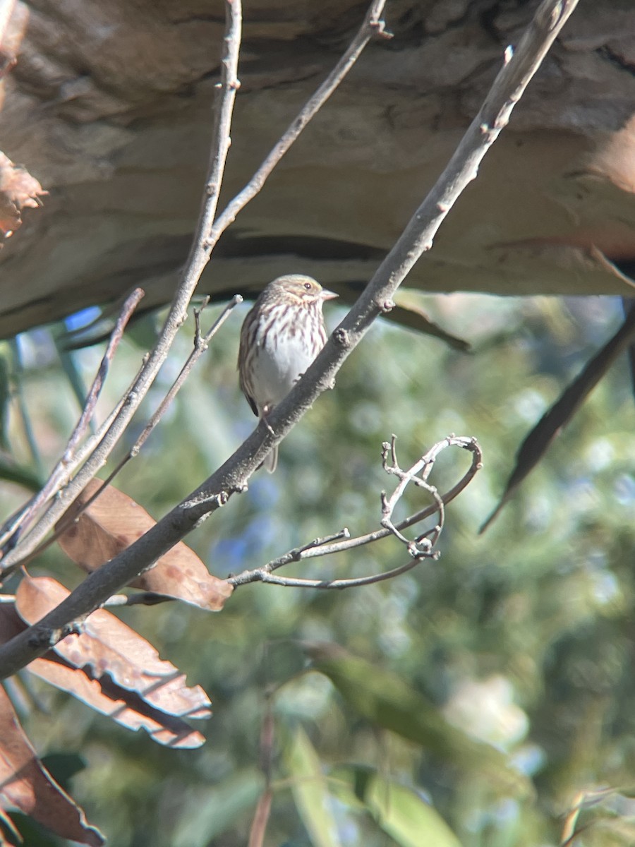 strnadec luční - ML644650945