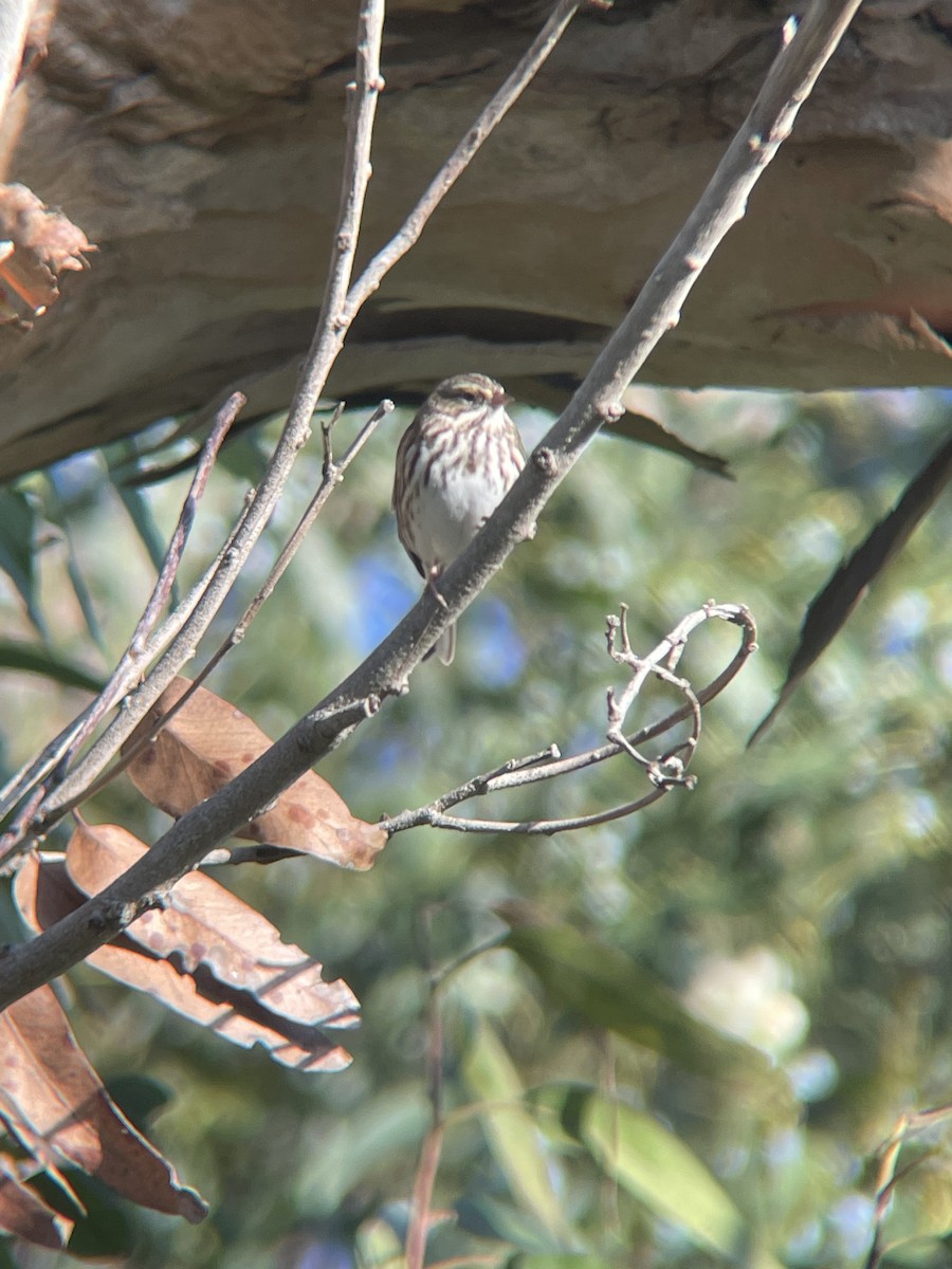 strnadec luční - ML644650946