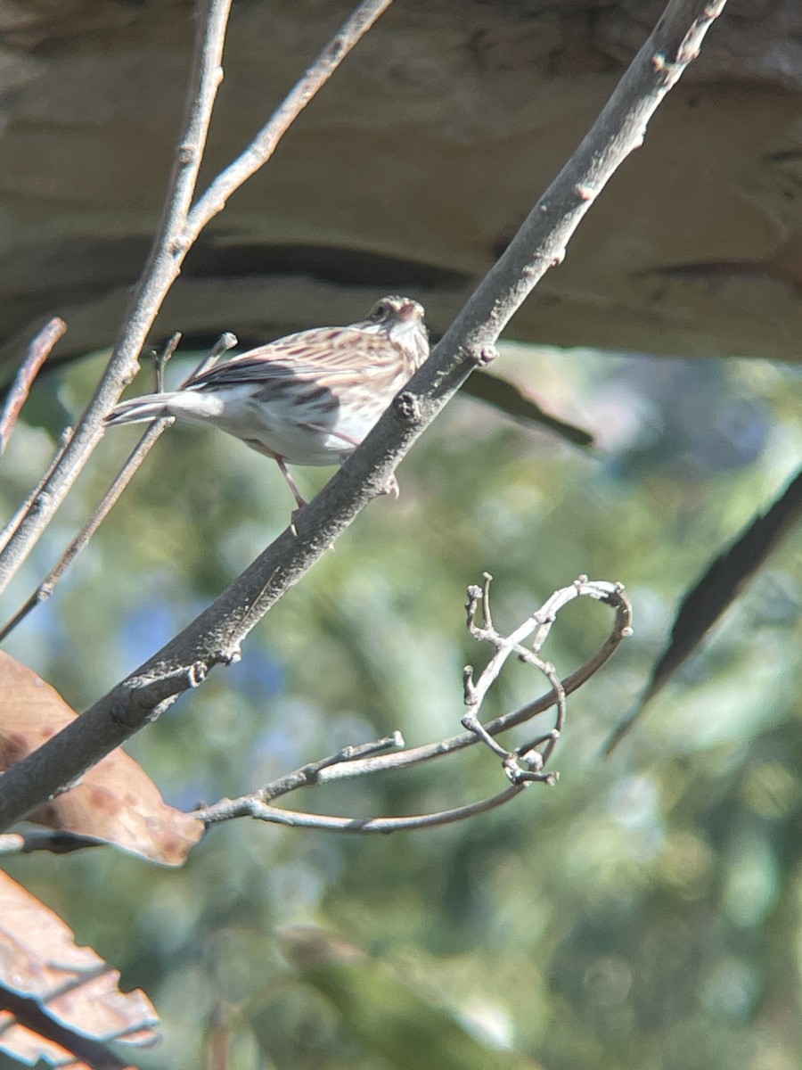 strnadec luční - ML644650947