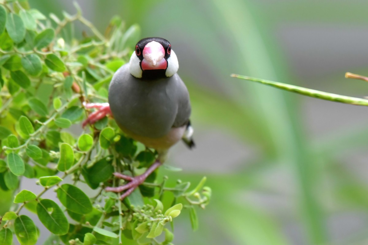 javarisfugl - ML644650951