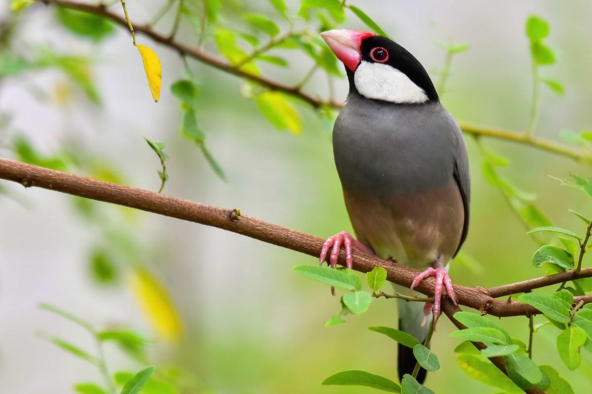 javarisfugl - ML644650952