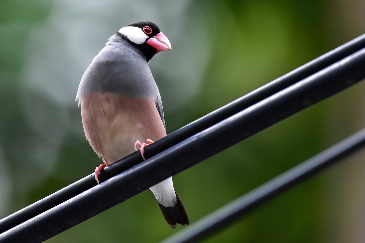 javarisfugl - ML644650953