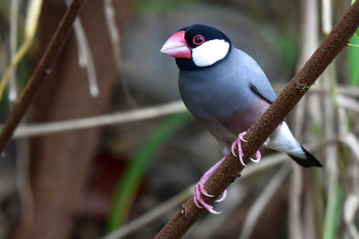 javarisfugl - ML644650955