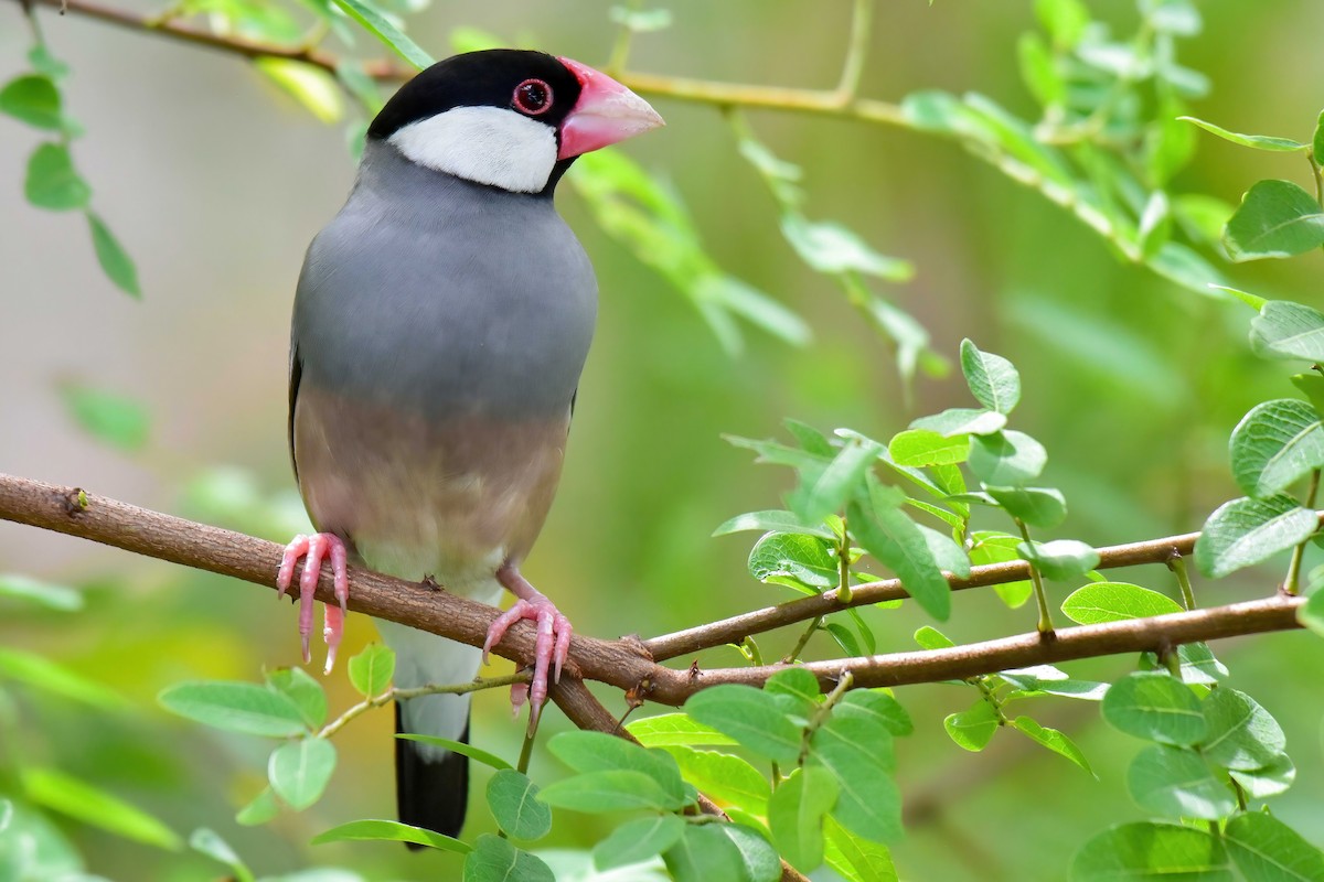 javarisfugl - ML644650956