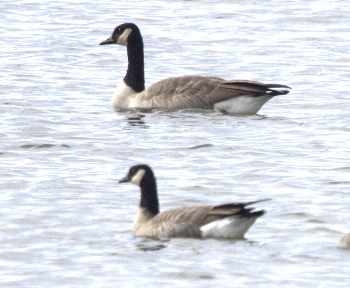 Bernache de Hutchins - ML644650959