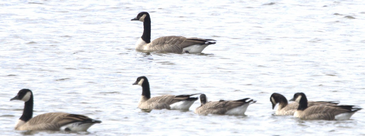 Bernache de Hutchins - ML644650960