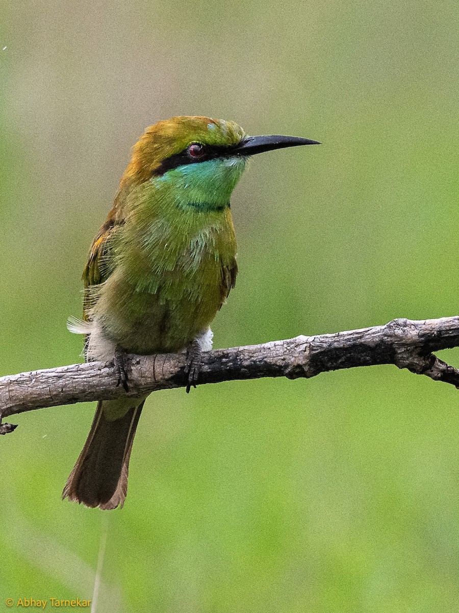 Asian Green Bee-eater - ML644650962
