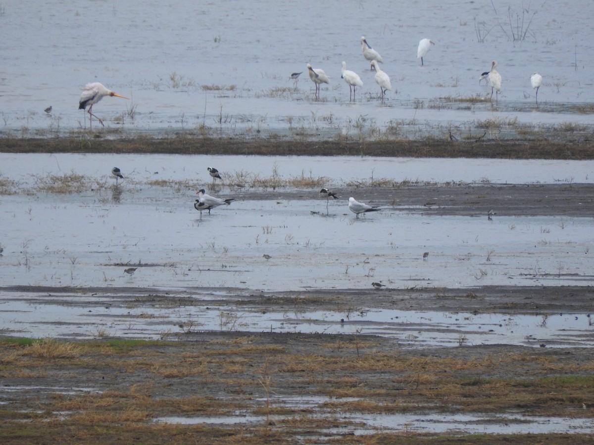 Common Ringed Plover - ML644650967