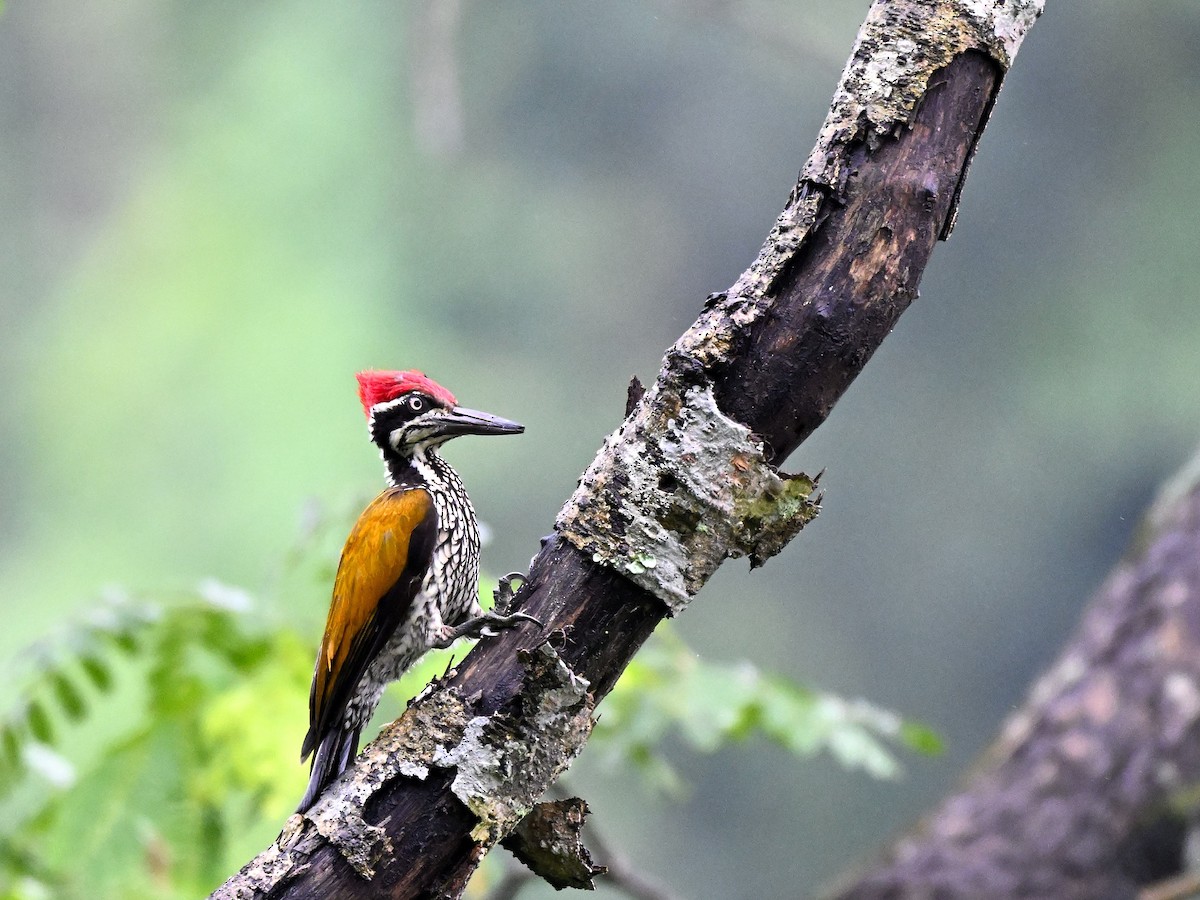 Дзьобак індокитайський - ML644650970