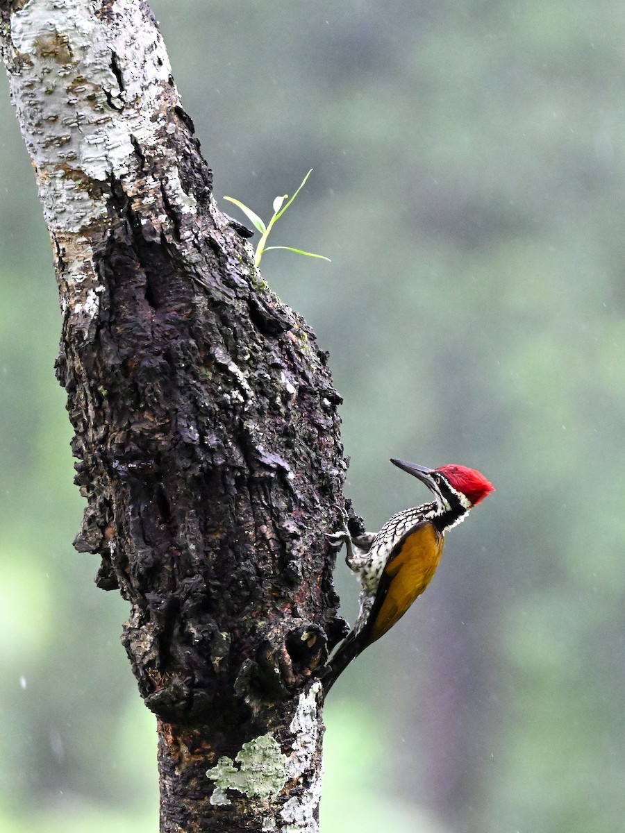 Дзьобак індокитайський - ML644650971