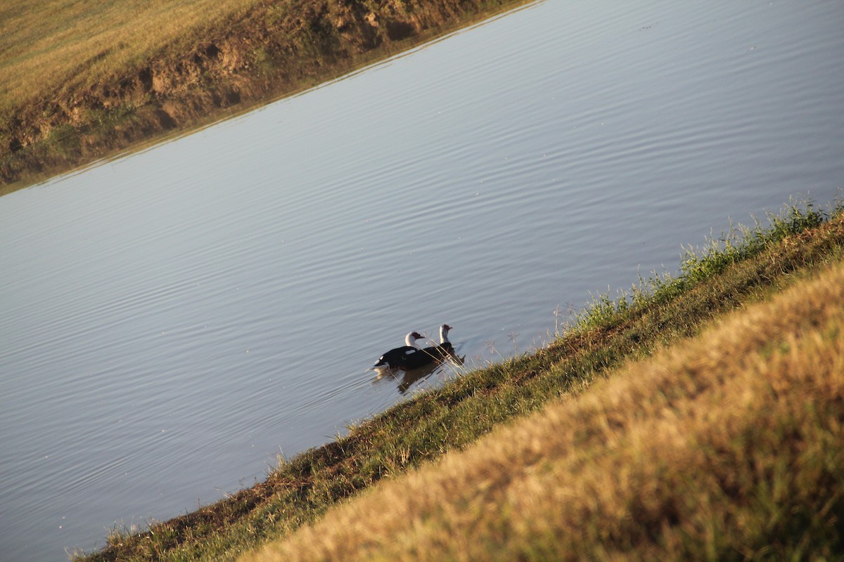 moskusand (domestisert knoppand) - ML644650987