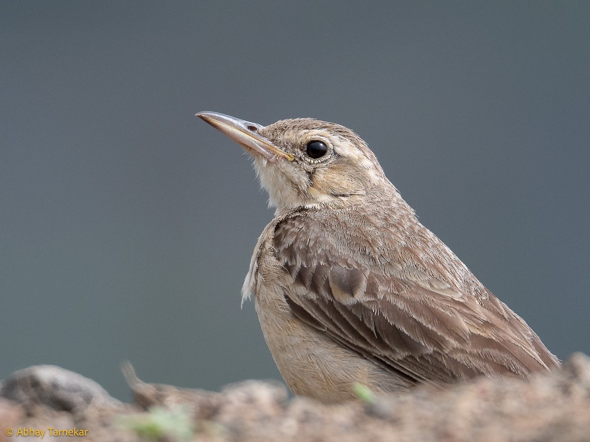 Long-billed Pipit - ML644650991