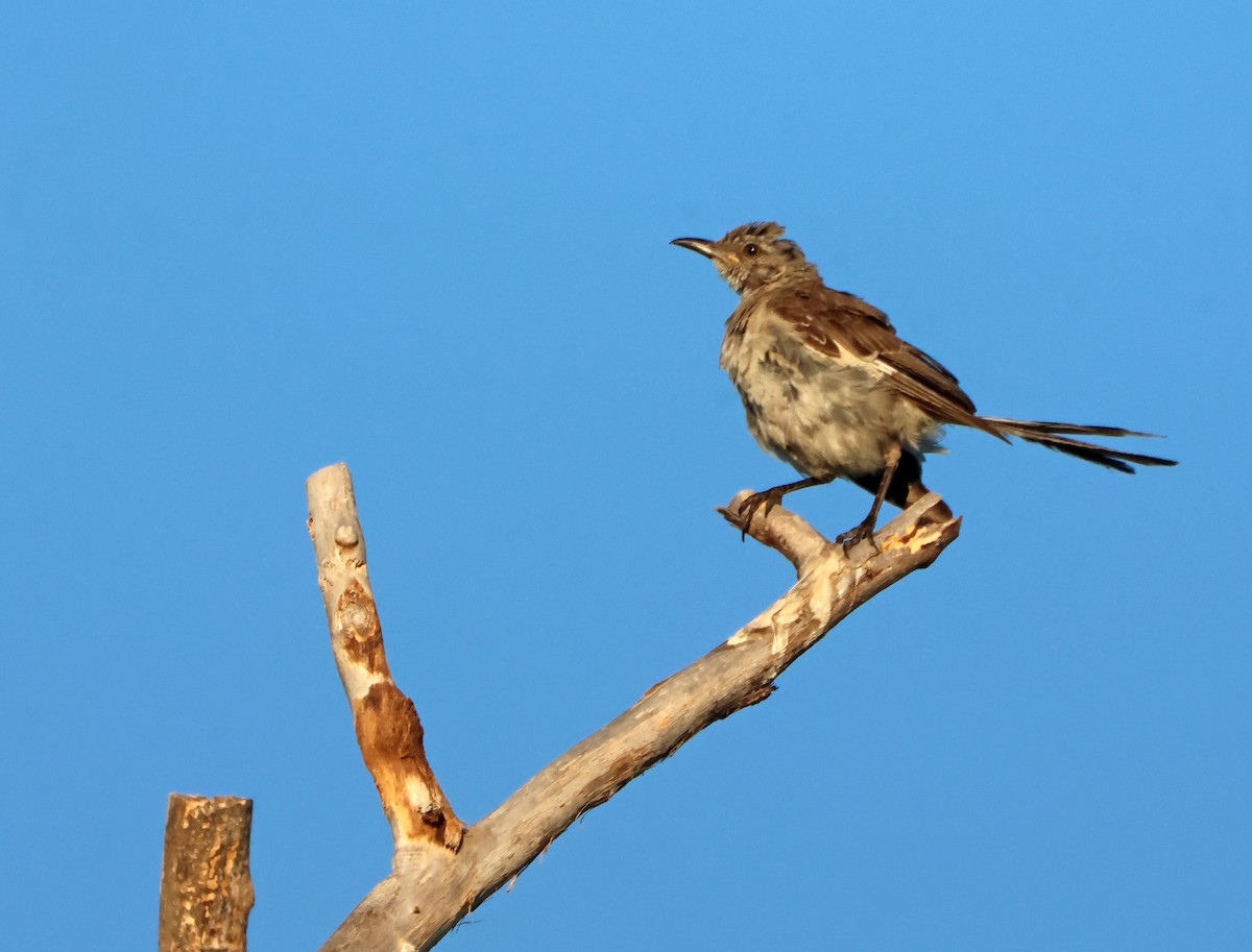 Пересмішник багатоголосий - ML644650994