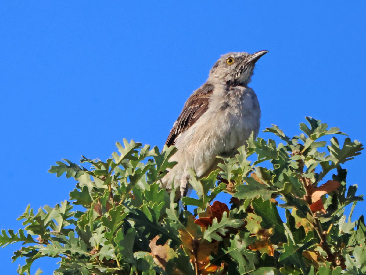 Пересмішник багатоголосий - ML644650995
