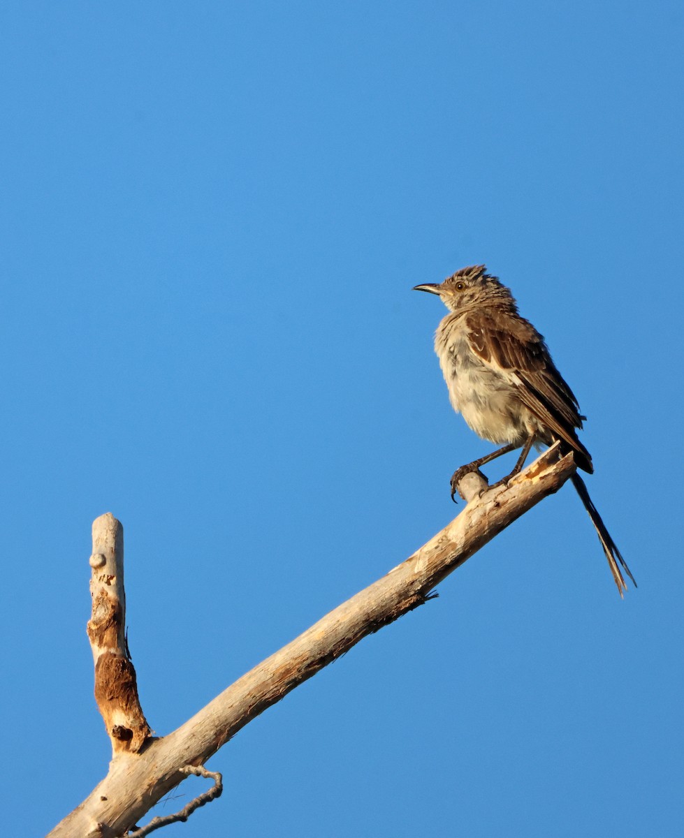 Пересмішник багатоголосий - ML644650996