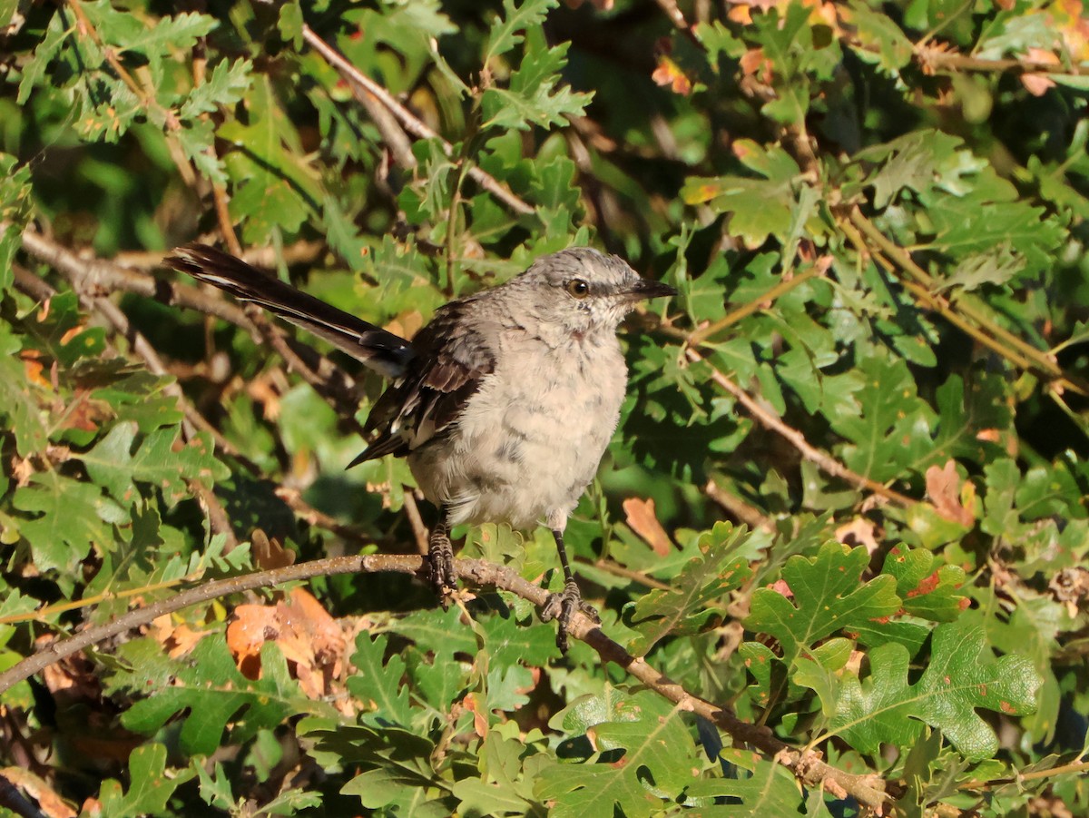 Пересмішник багатоголосий - ML644650997