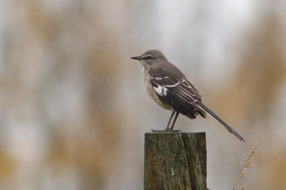 Пересмішник багатоголосий - ML644650999