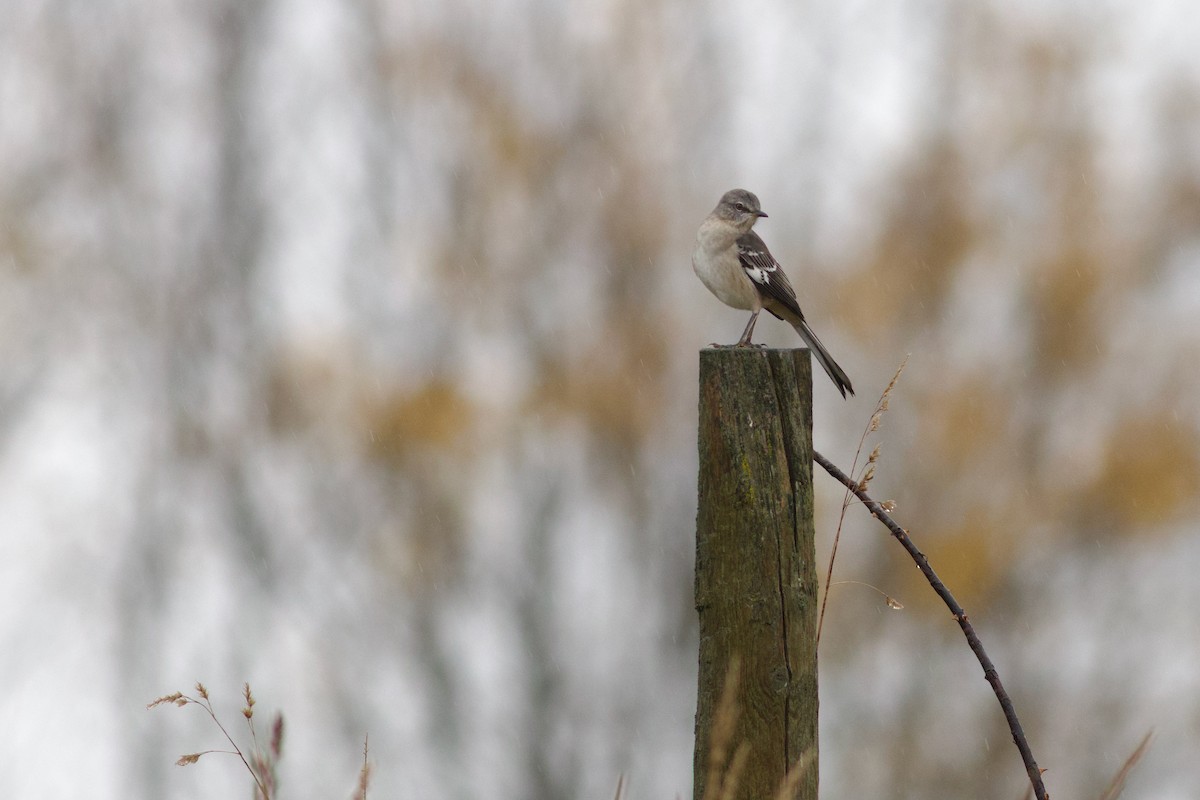 Пересмішник багатоголосий - ML644651000