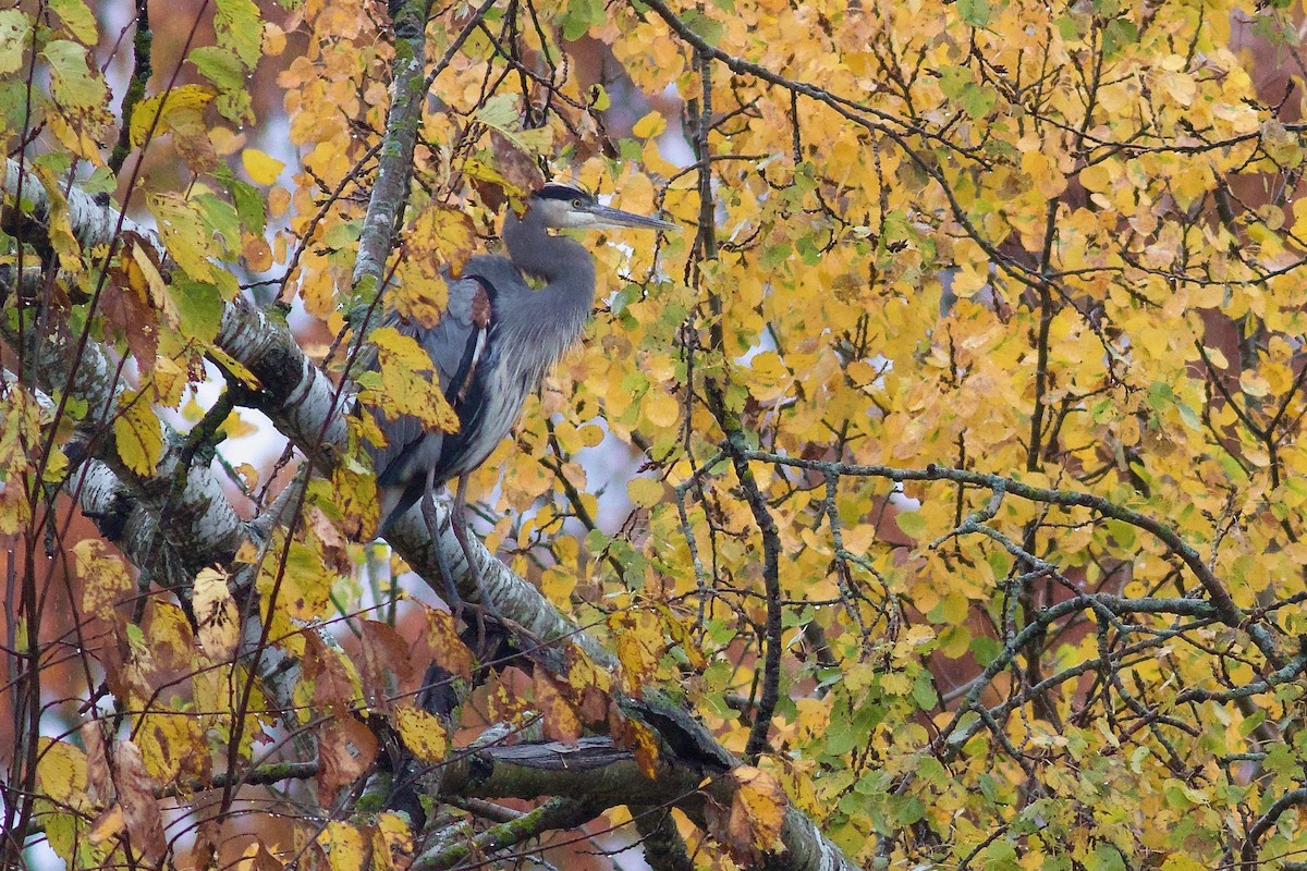 Great Blue Heron (Great Blue) - ML644651010