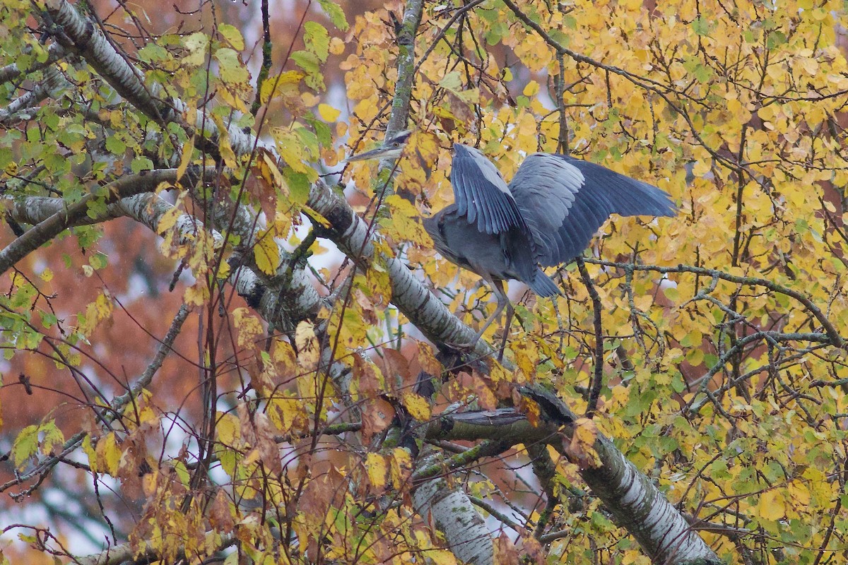 Great Blue Heron (Great Blue) - ML644651011