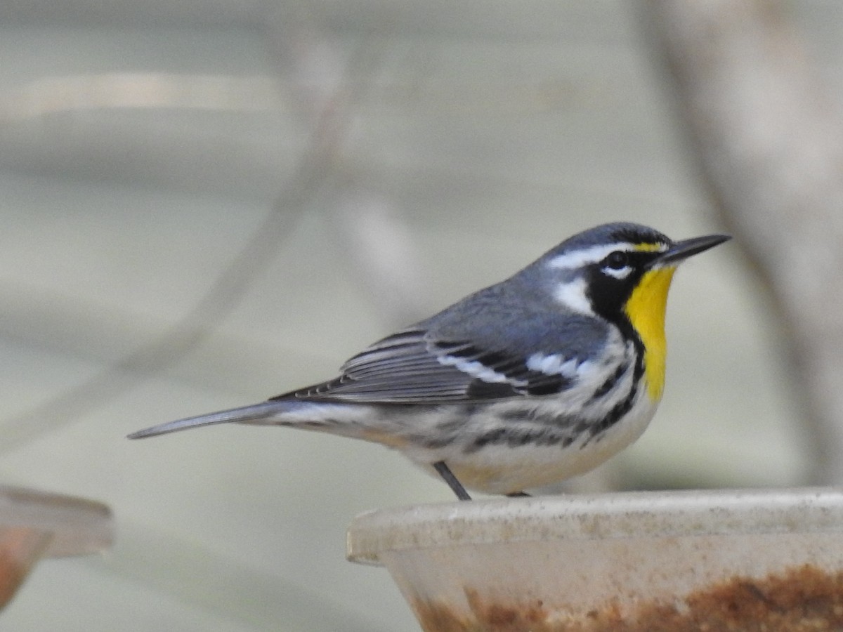 Yellow-throated Warbler - ML644651013