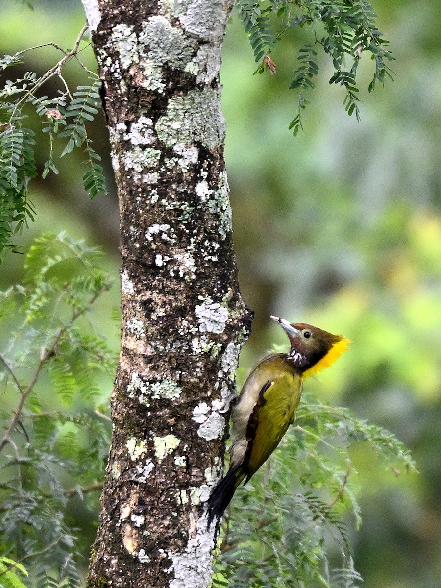 キエリアオゲラ - ML644651014