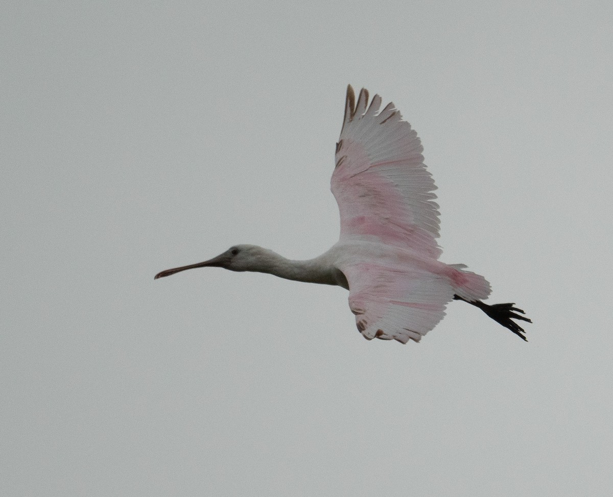 Rosalöffler - ML644651022