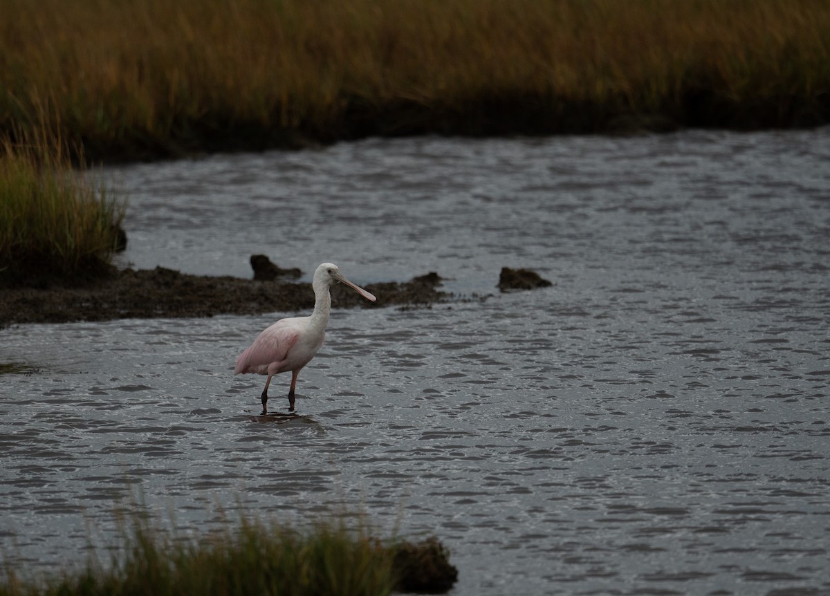 Rosalöffler - ML644651023