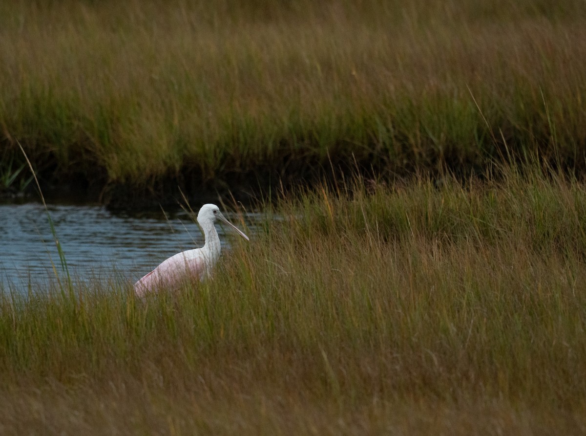 Rosalöffler - ML644651024