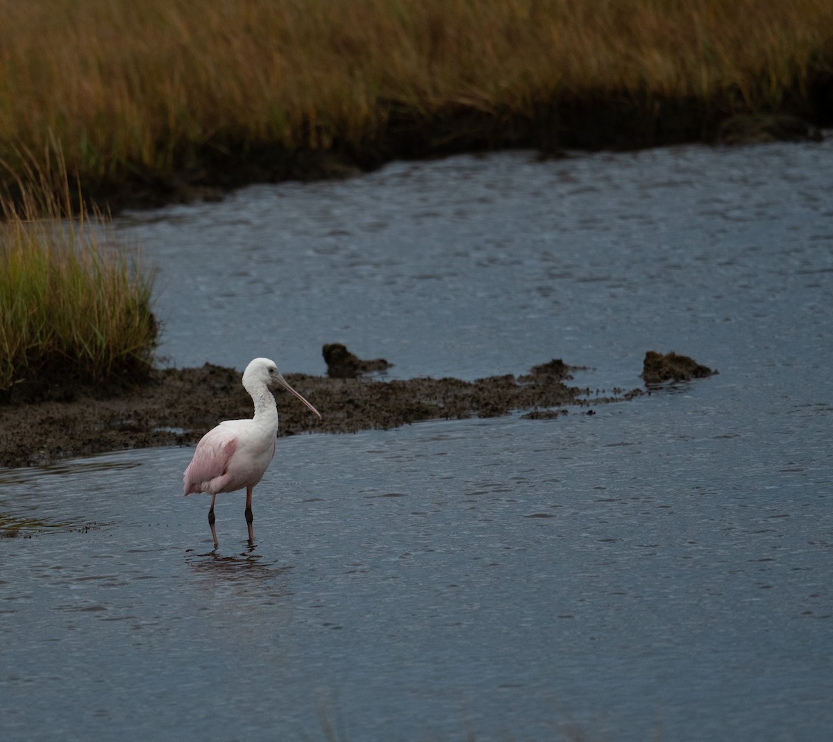 Rosalöffler - ML644651025