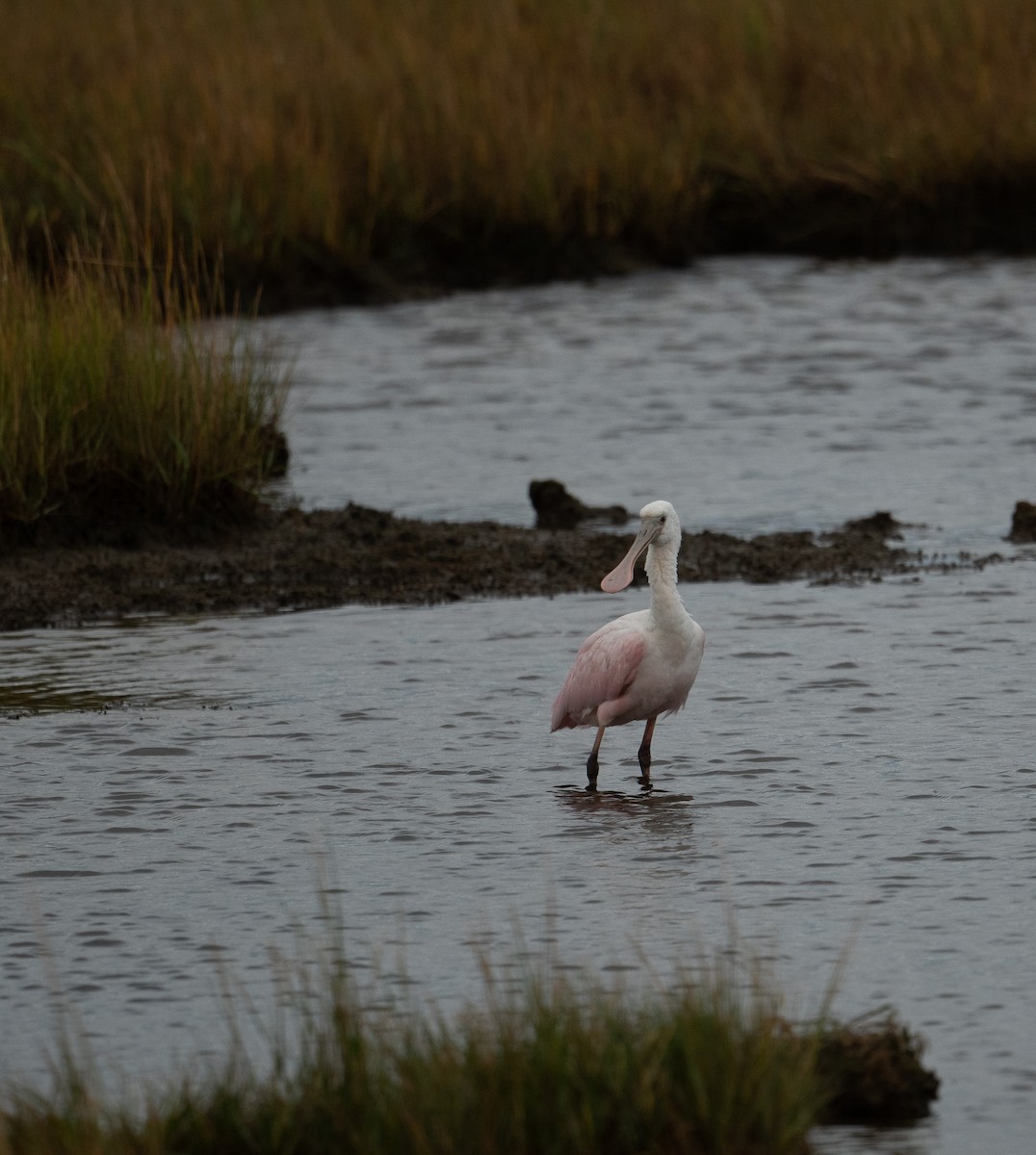 Rosalöffler - ML644651027