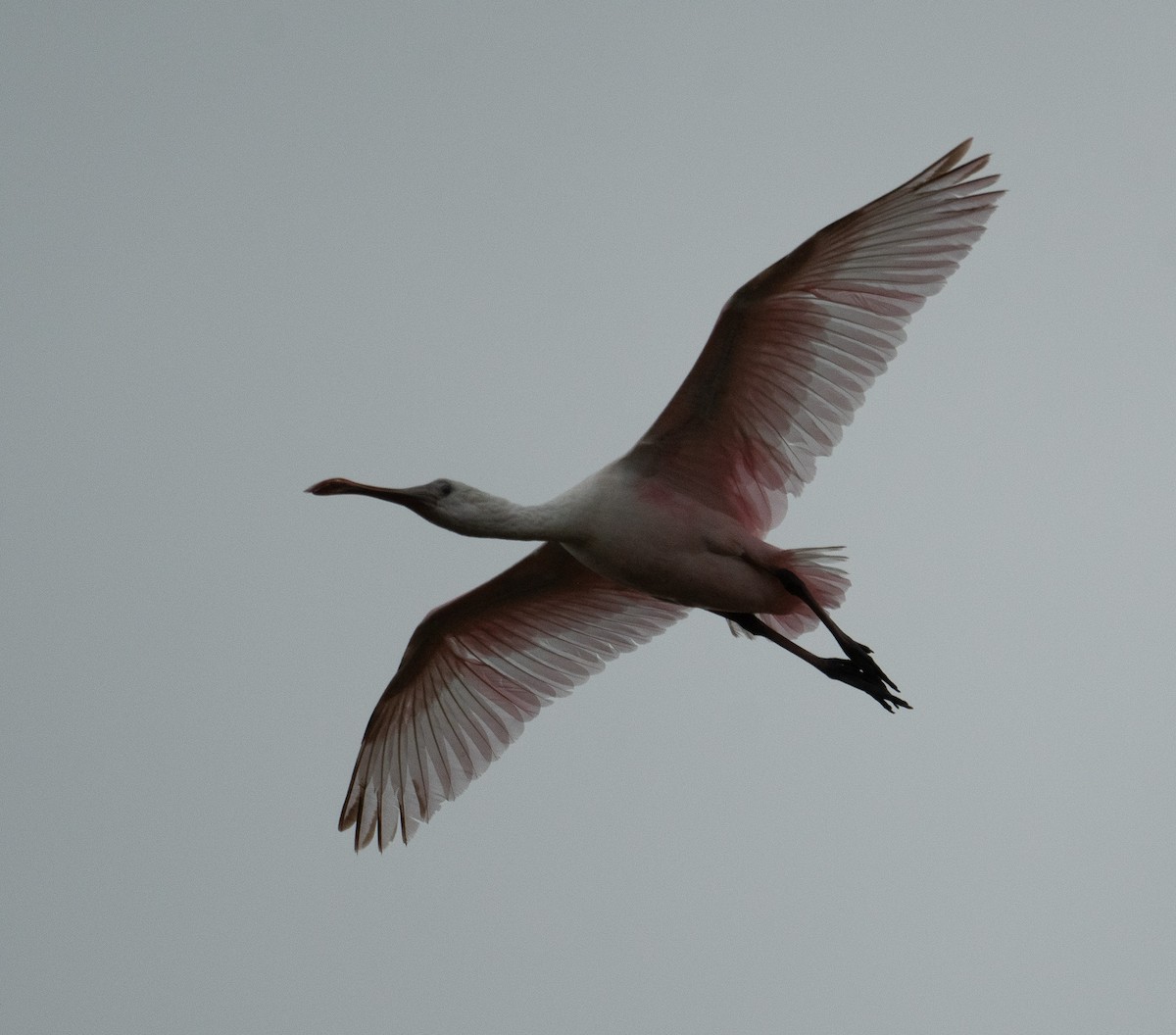 Rosalöffler - ML644651028