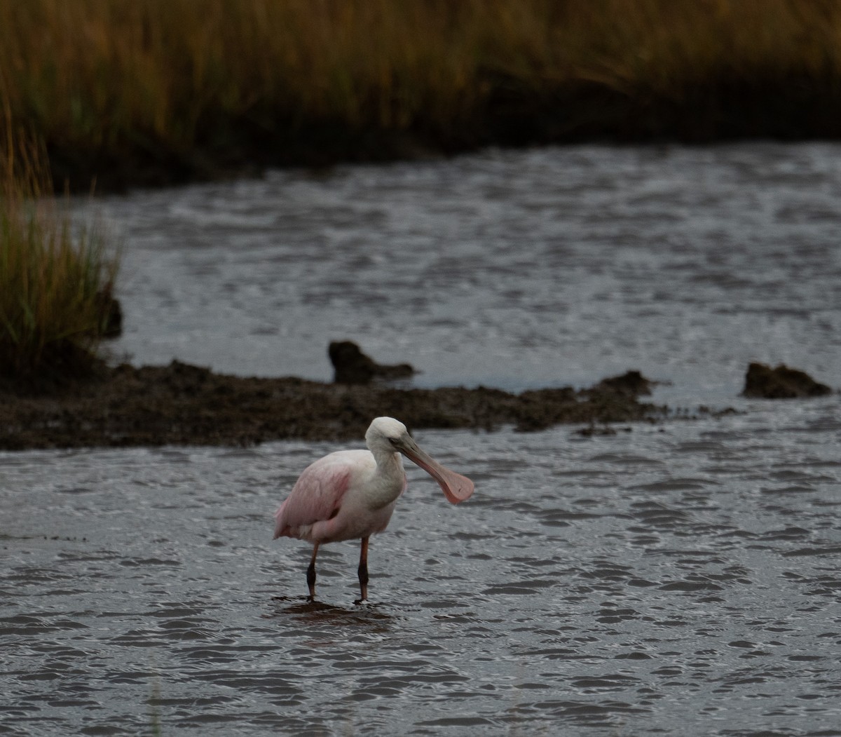 Rosalöffler - ML644651029