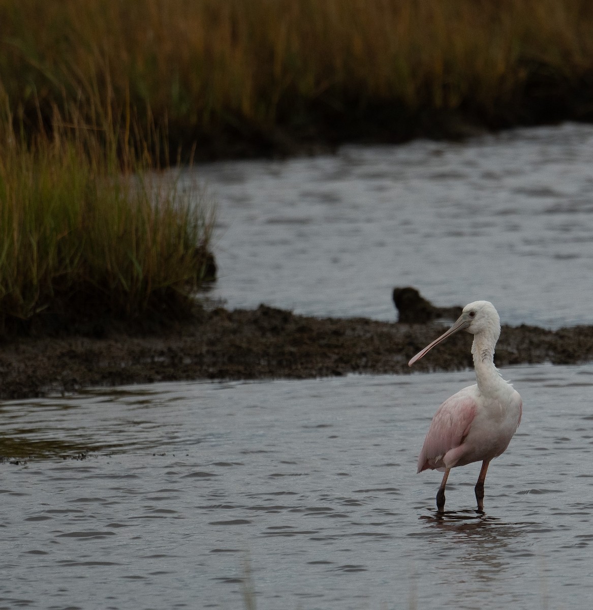 Rosalöffler - ML644651030