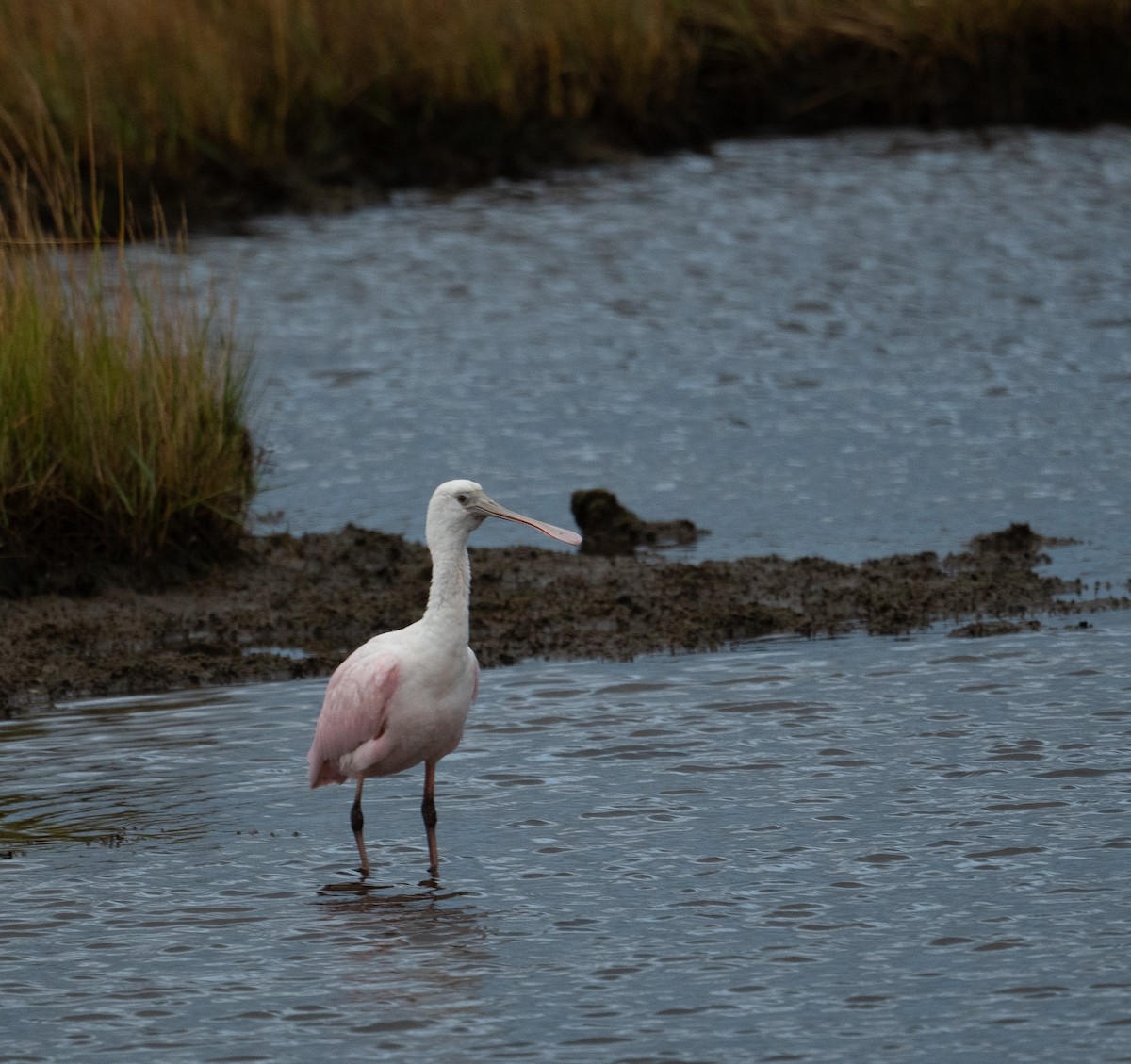 Rosalöffler - ML644651031